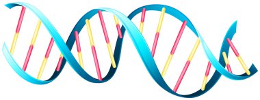 DNA Helix