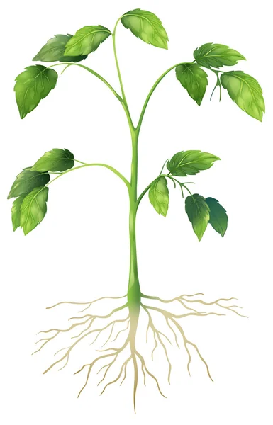 Planta verde — Vector de stock