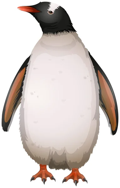 Pinguim gentoo — Vetor de Stock