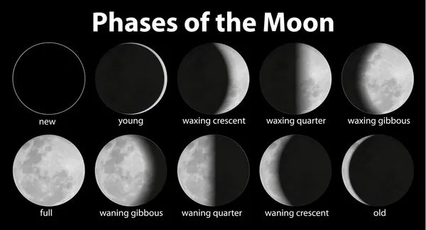 Phases de la lune — Image vectorielle