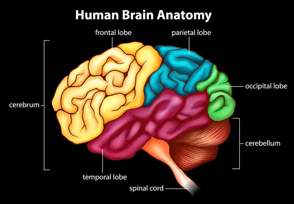 El cerebro humano — Archivo Imágenes Vectoriales