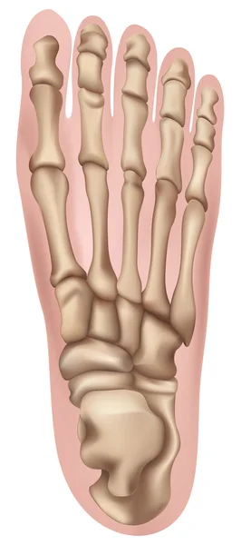 Menselijke voet — Stockvector