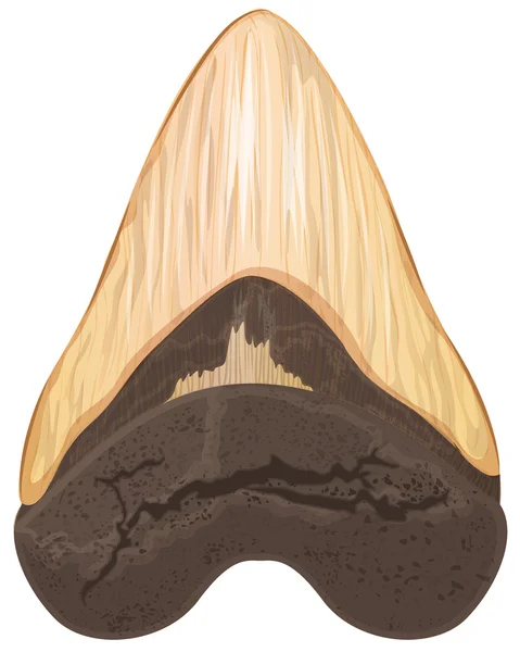 Megalodon tooth — Stock Vector