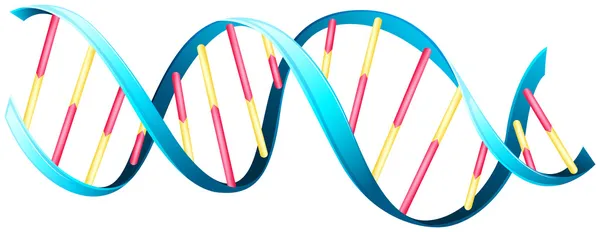 Спіралі ДНК — стоковий вектор
