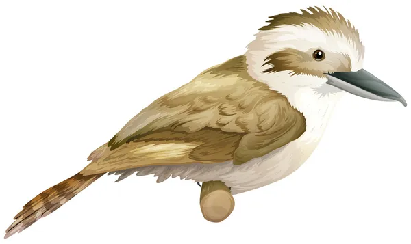 Gewone kookaburra — Stockvector