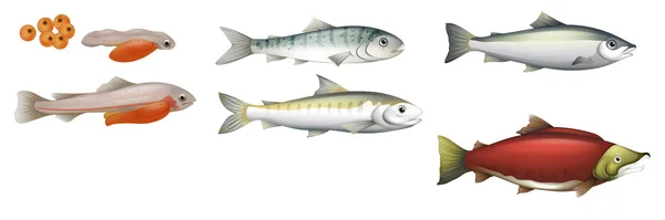 Ciclo de vida de los salmones — Archivo Imágenes Vectoriales