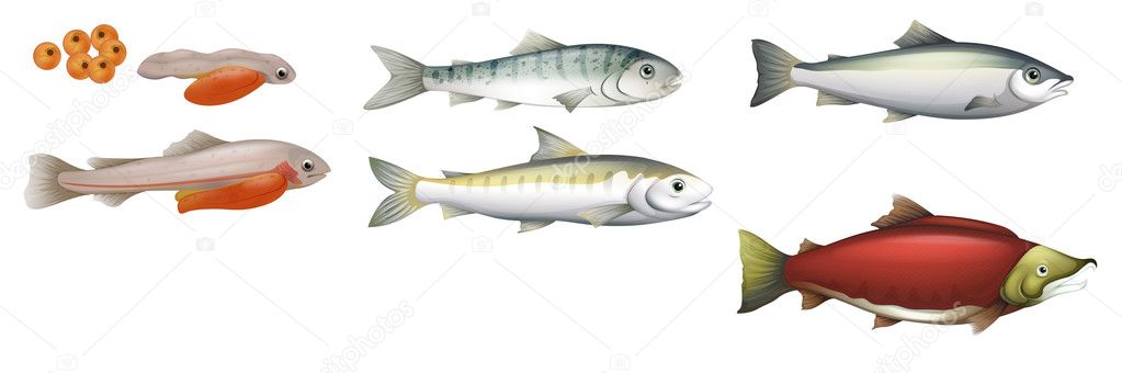 Life Cycle of Salmons — Stock Illustration Life Cycle of Salmons Royalty Free Stock Illustrations