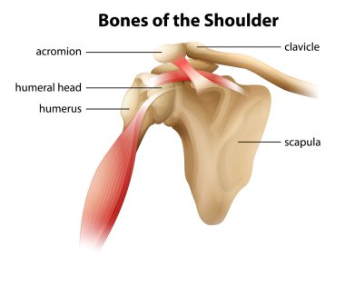 Bones of the Shoulder clipart