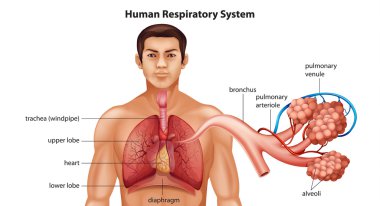 Respiratory System of Humans clipart