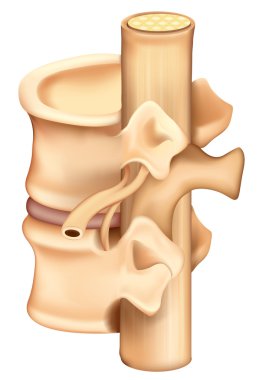 Vertebrae clipart