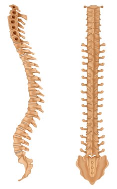 Spine clipart