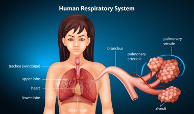 Human Respiratory System clipart