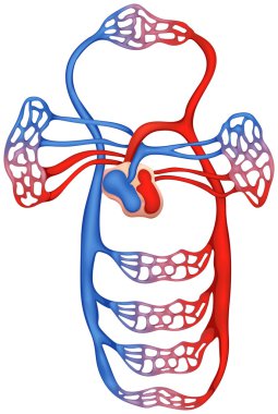 Circulatory System clipart