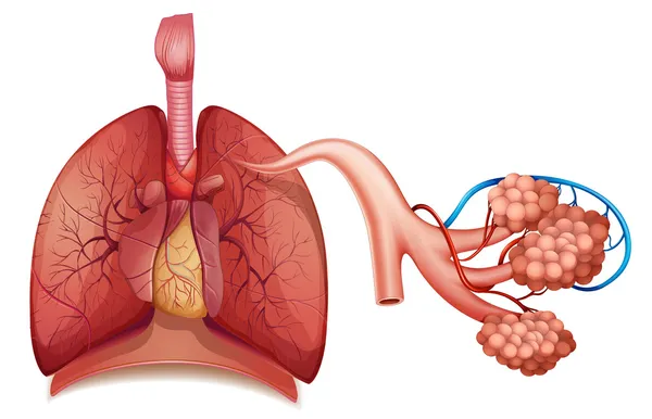 Дихальна система — стоковий вектор