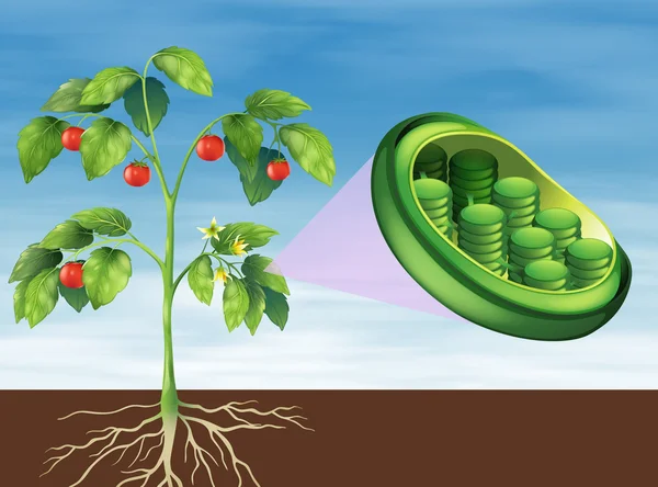 Chloroplastu w zakładzie — Wektor stockowy