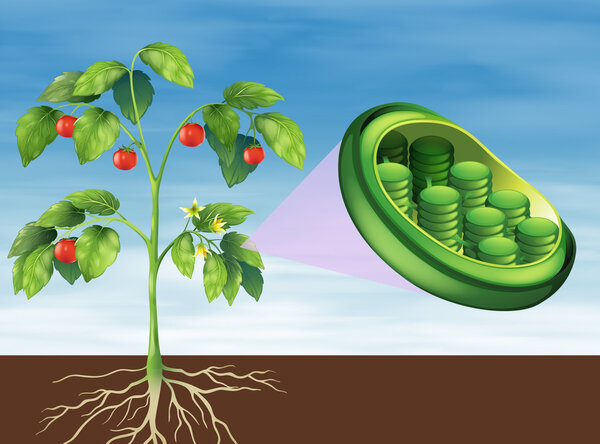 Chloroplast in plant