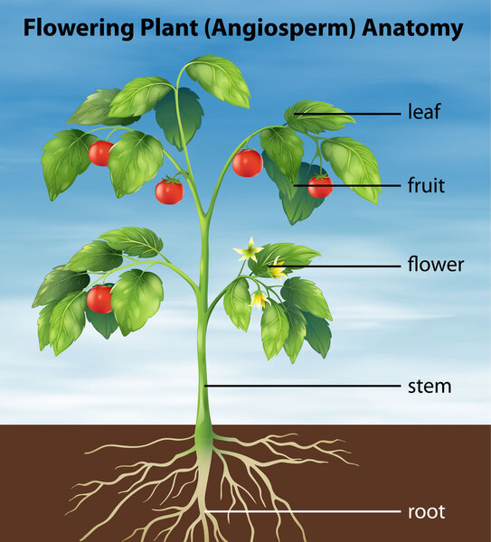 Parts of a tomato plant