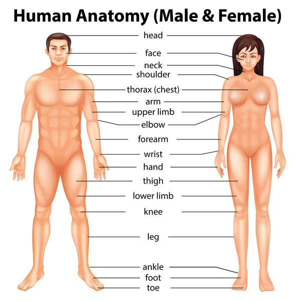 Insan vücudu parçaları — Stok Vektör