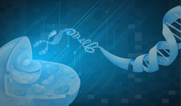 Deoxyribonucleic acid