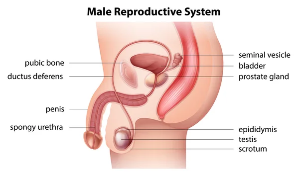 Manligt reproduktionssystem — Stock vektor