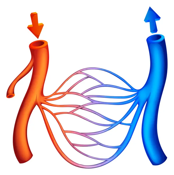 Circulação sanguínea — Vetor de Stock
