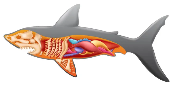 Anatomi av en haj — Stock vektor