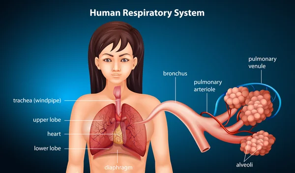 Sistema respiratorio humano — Vector de stock