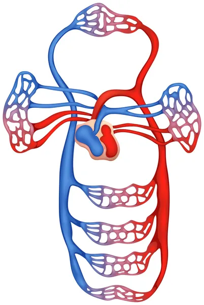 Sistema circulatorio — Archivo Imágenes Vectoriales