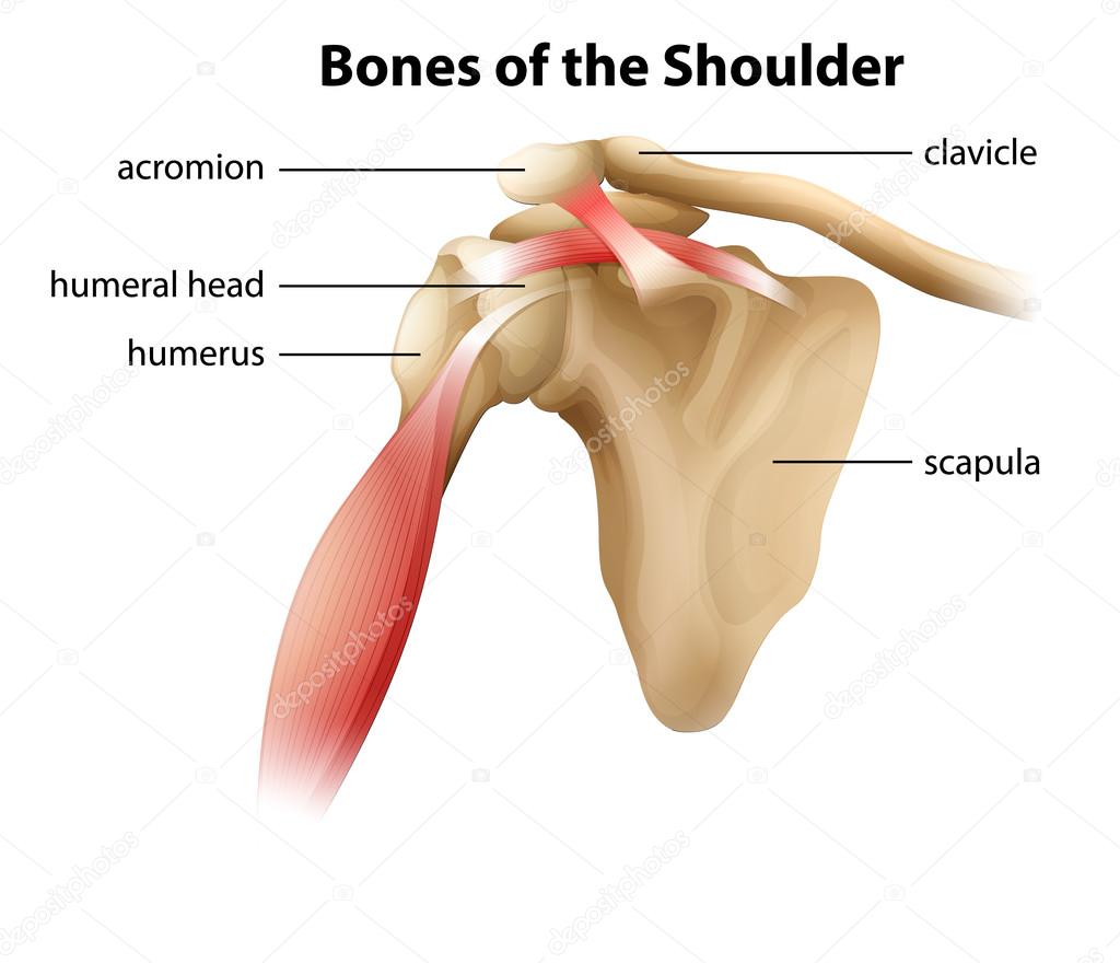 Bones of the Shoulder