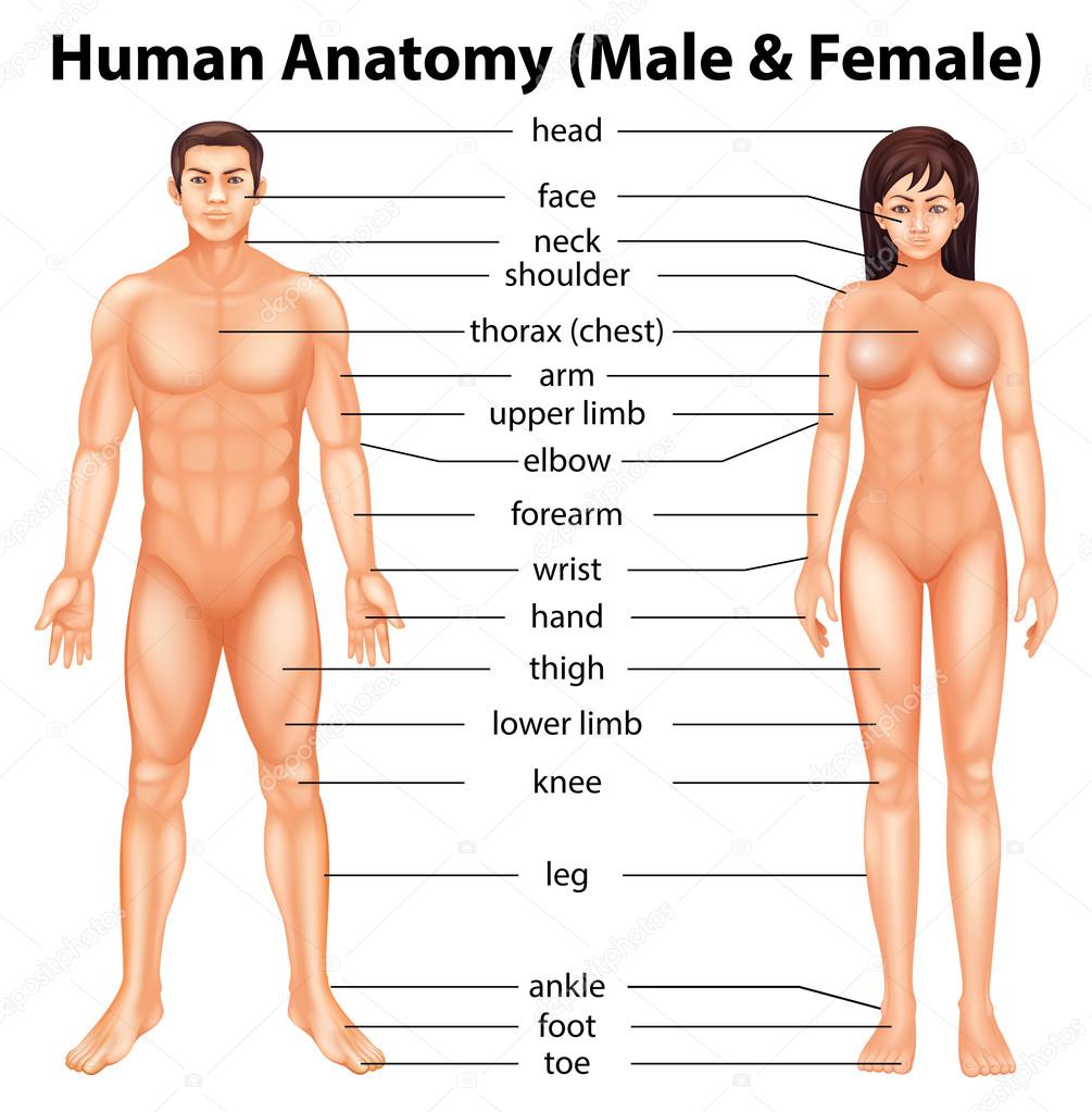 female human body parts diagram