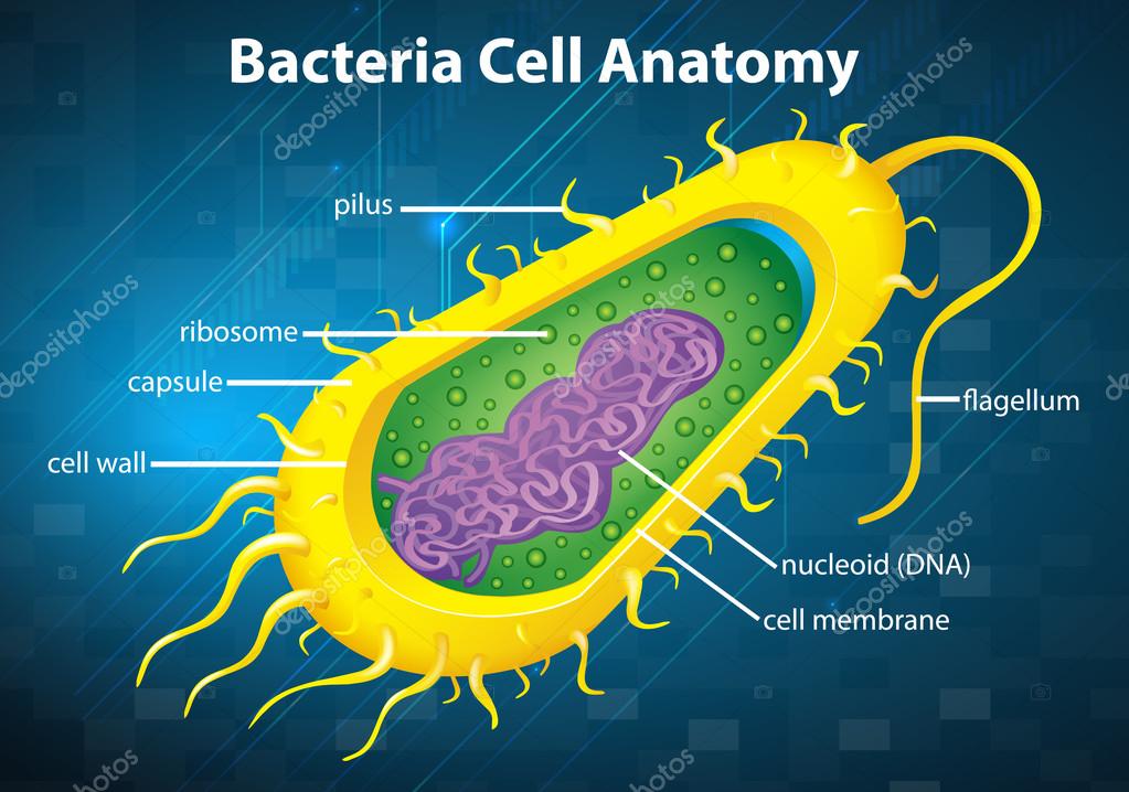 Bacteria cell structure — Stock Vector © blueringmedia #27982469