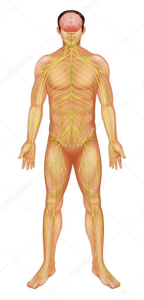 Human nervous system