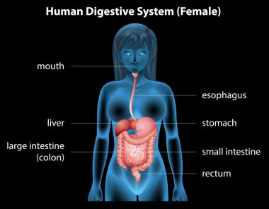 Human digestive system clipart