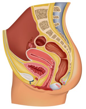Female Reproductive Organ clipart