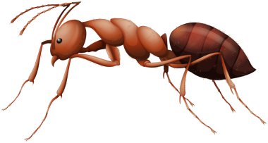The Ant clipart