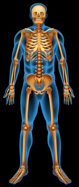 Human skeletal system clipart