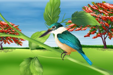 Illustration showing the kingfisher stock vector