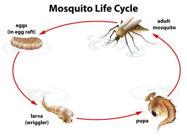 The life cycle of a mosquito clipart