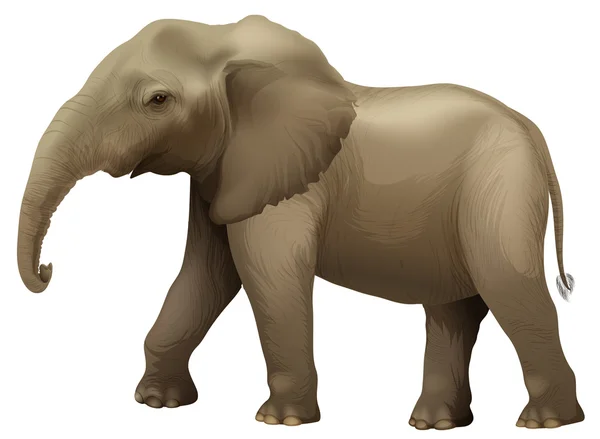 Éléphant d'Afrique — Image vectorielle