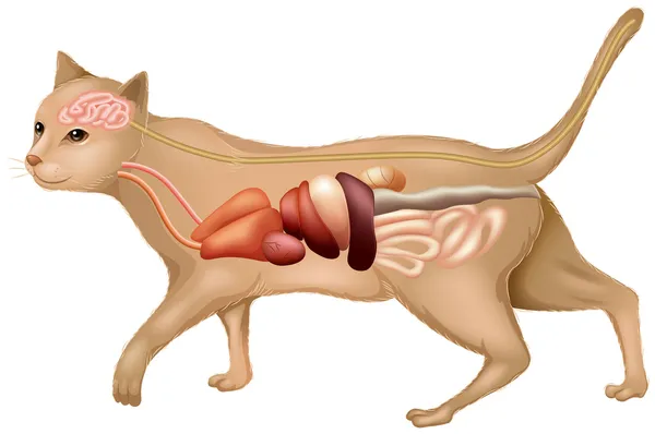 Anatomía de un gato — Vector de stock