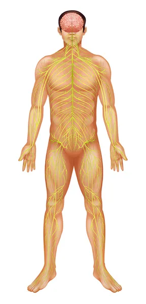 Sistema nervoso humano — Vetor de Stock