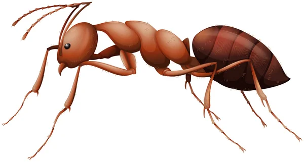 La hormiga — Archivo Imágenes Vectoriales