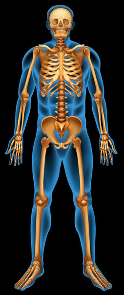 Human skeletal system