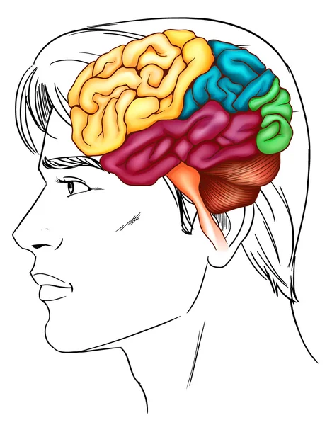 The human brain — Stock Vector