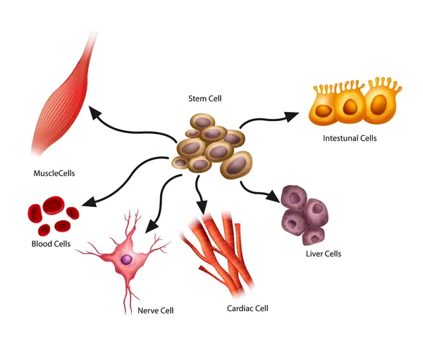 幹細胞 ロイヤリティフリーのストックイラスト