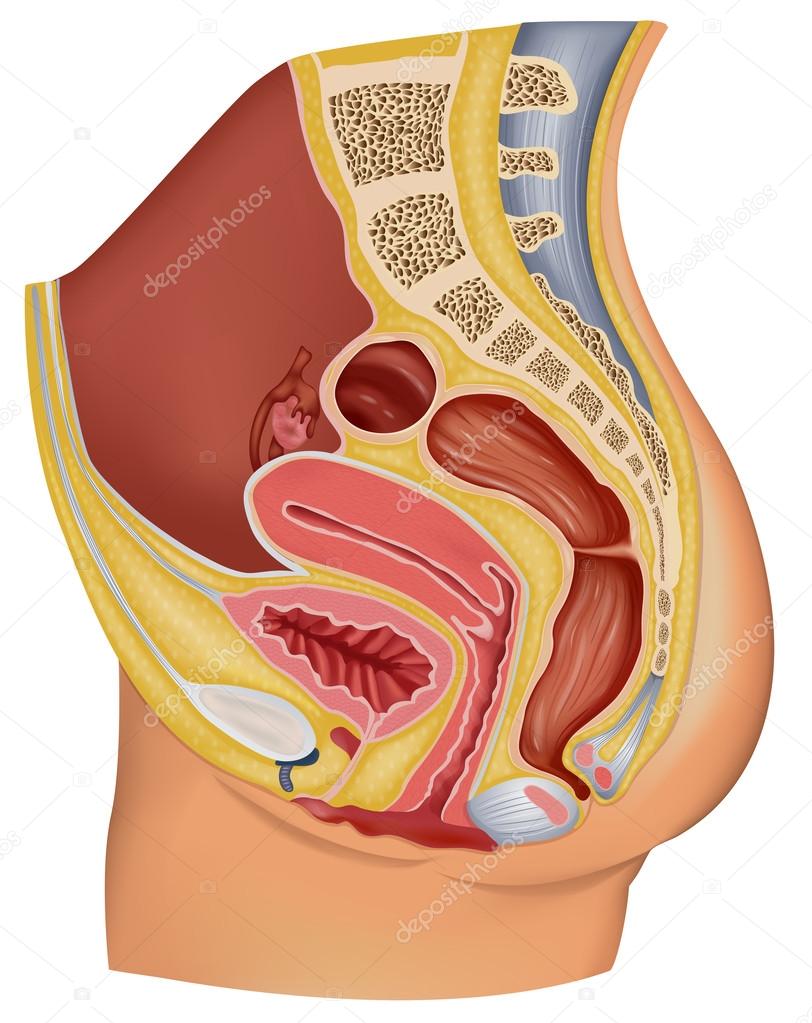 Female Reproductive Organ