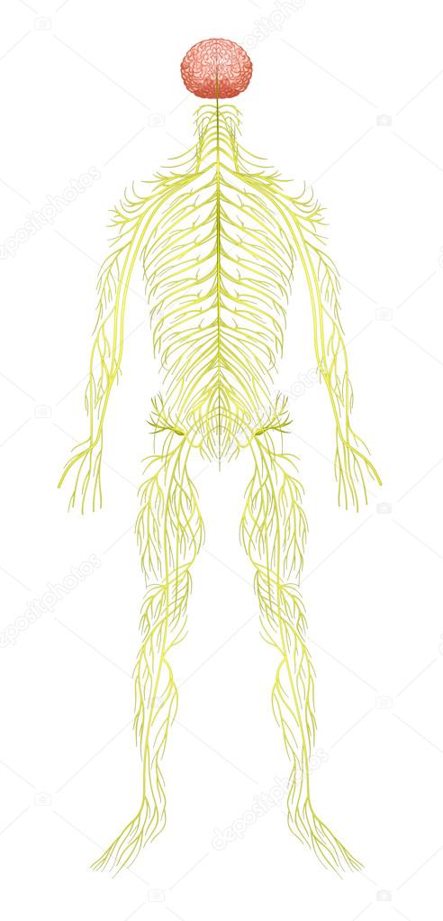 Human nervous system