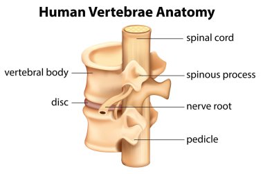 Human Vertebrae Anatomy clipart