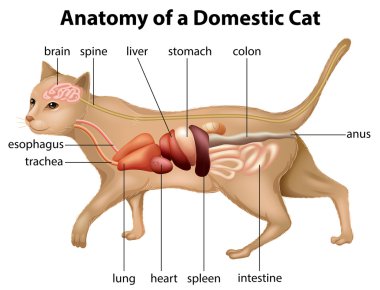 Anatomy of a Domestic Cat clipart