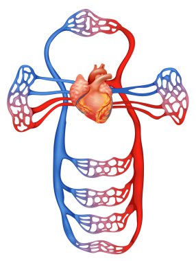 Circulatory system clipart